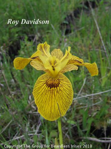 Roy Davidson (1)